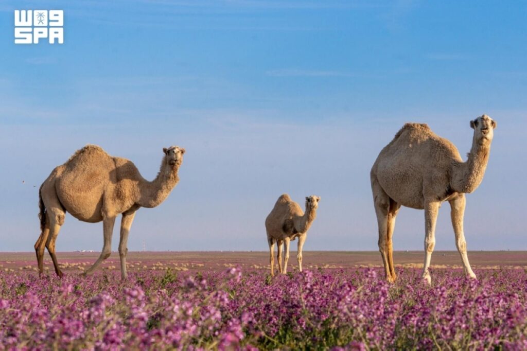 70 ألف رأس في الحدود الشمالية تجسد عمق الإرث الثقافي ودعم التنمية المستدامة