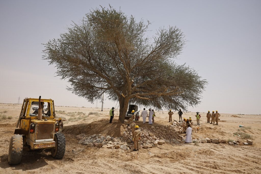 مركز “الغطاء النباتي” يعيد تأهيل شجرة طلح معمّرة في الدوادمي