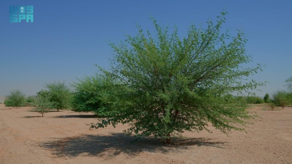 محمية الملك عبدالعزيز الملكية تؤهل +60% من أول مليون هكتار من أراضي الغطاء النباتي