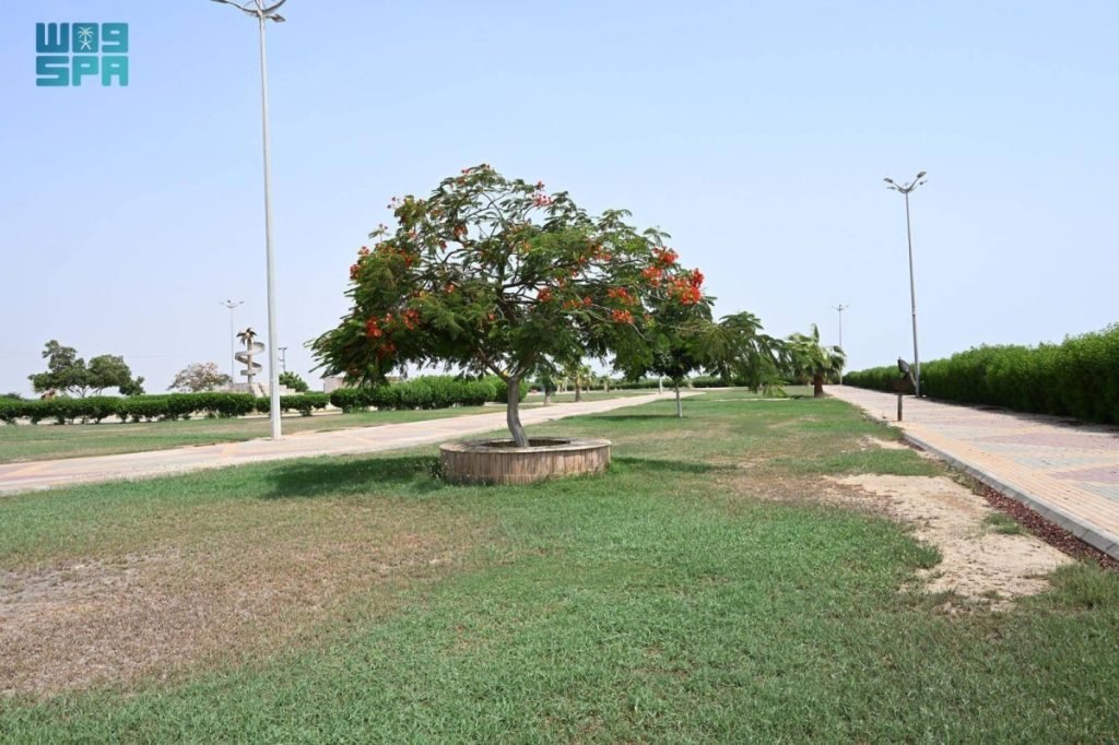 موسم إزهار البونسيانا الحمراء في جازان.. مشاهد موسمية تعزز المقومات السياحية وتستقطب الزوار