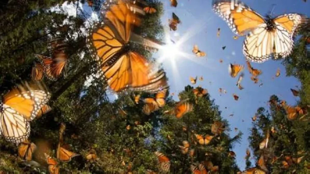 80 % من الفراشات توسع انتشارها بسبب الحر