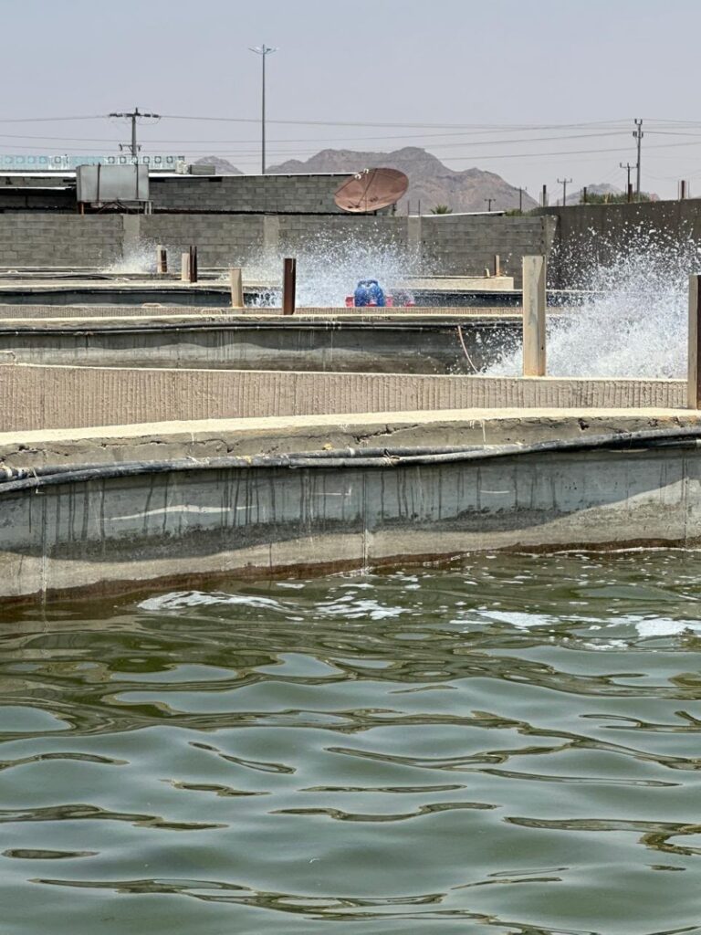 “حبونا” تدخل سوق الاستزراع السمكي.. 150 طنًا إنتاجًا مستهدفًا سنويًا