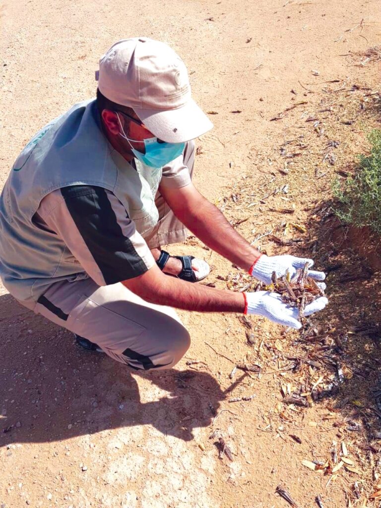 خطة استباقية لرصد الجراد الصحراوي.. وفرق ميدانية لحماية المحاصيل الزراعية
